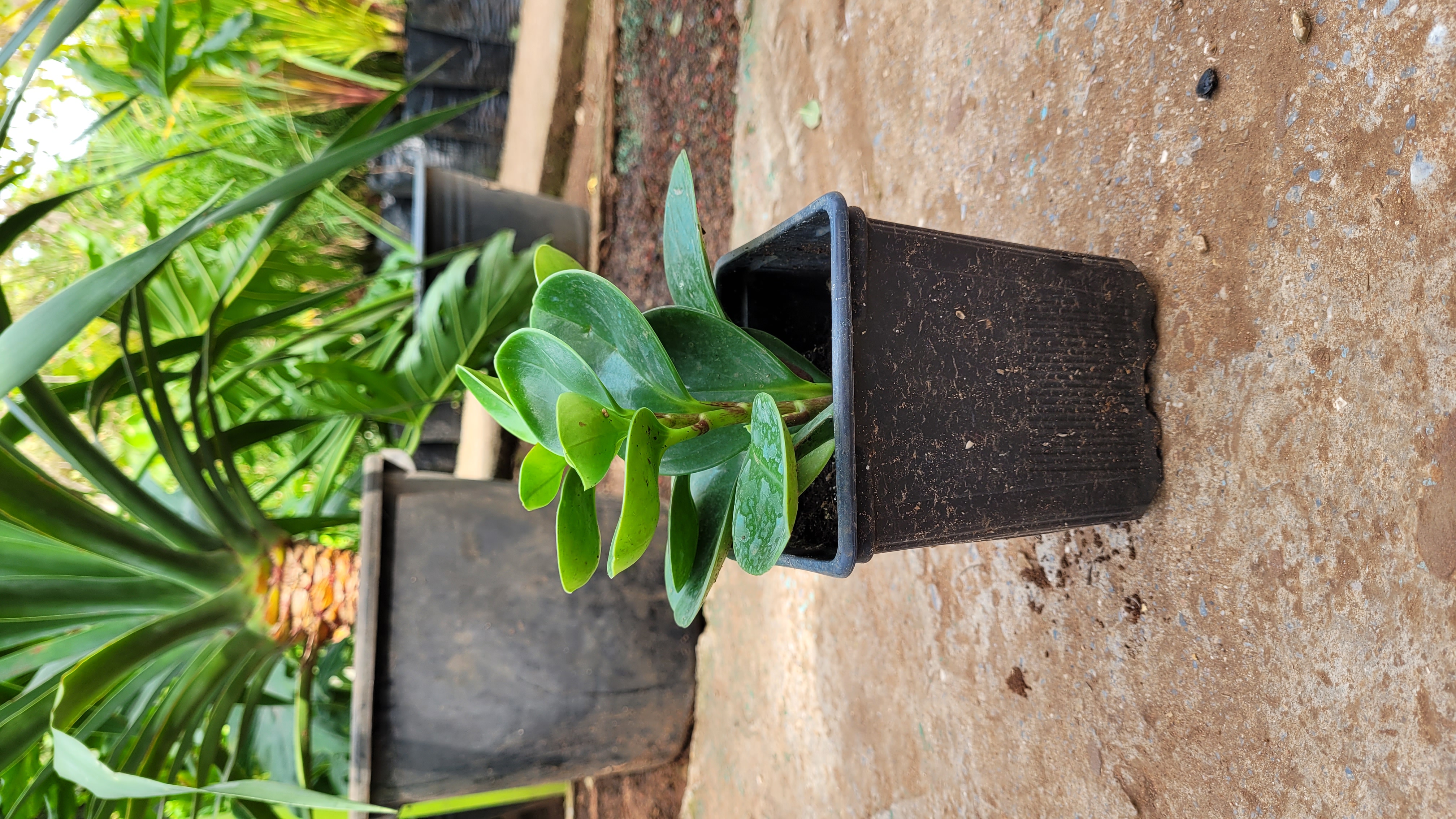 Plante Verte